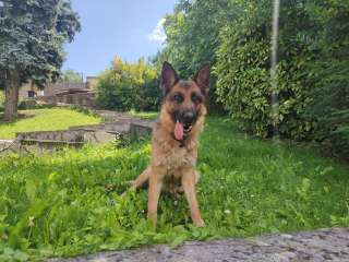 Leika