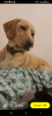 Simba