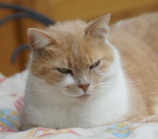 chatoune