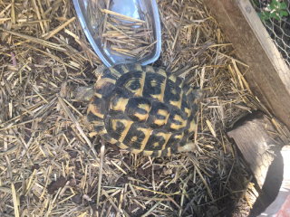 coco