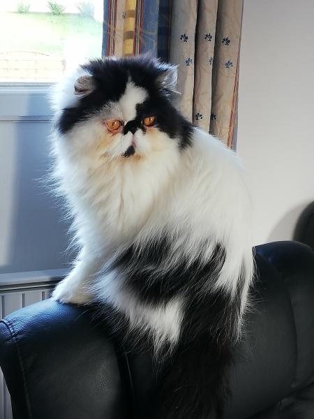Domino