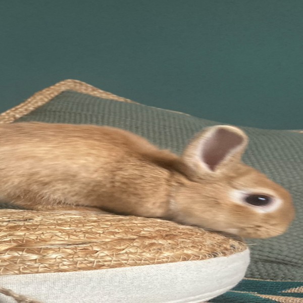Hazelnut