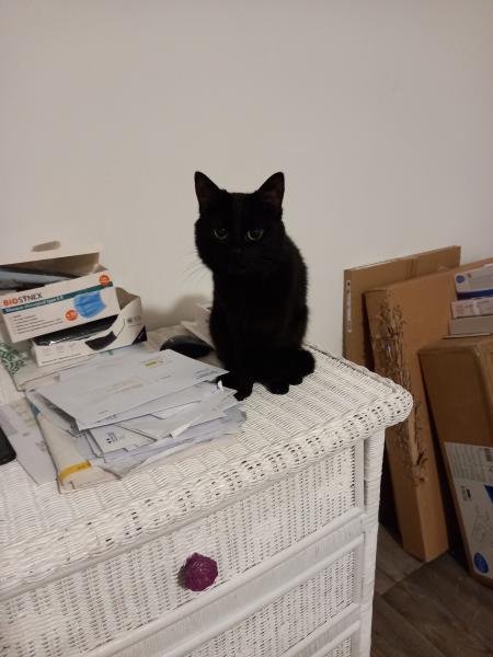 Mimi