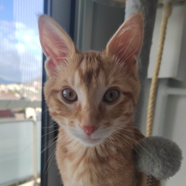 Tigrou