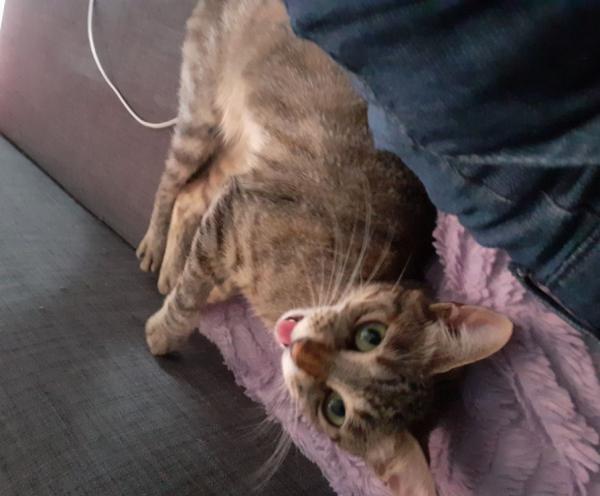 Minouchette