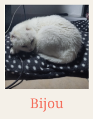 Bijou