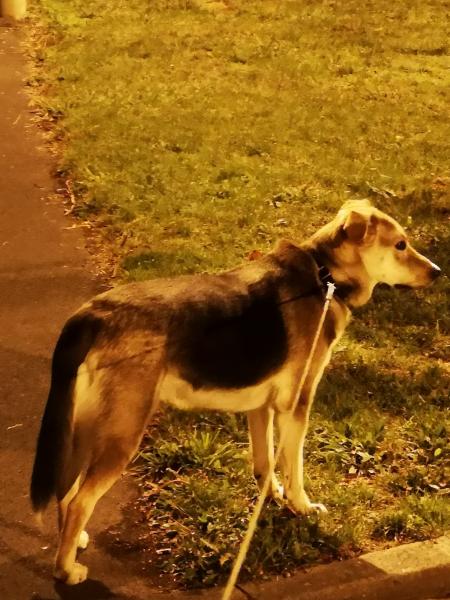 Laika