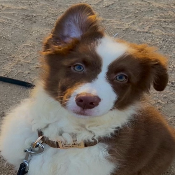 Marley