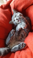 Rocky