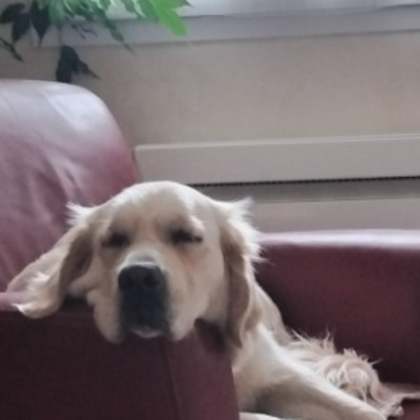 UPSIE