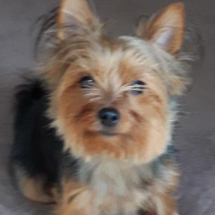 zélie