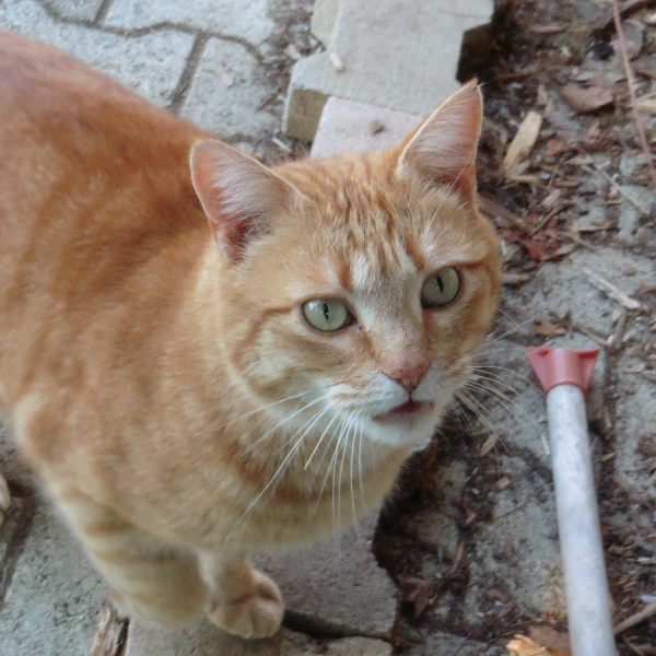 Chatou-minou