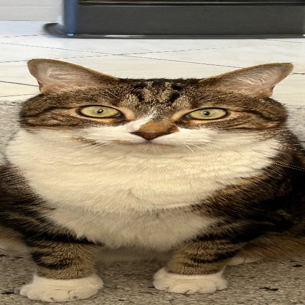 Maxou