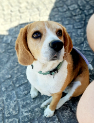 Lady