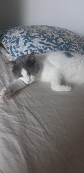Myrtille
