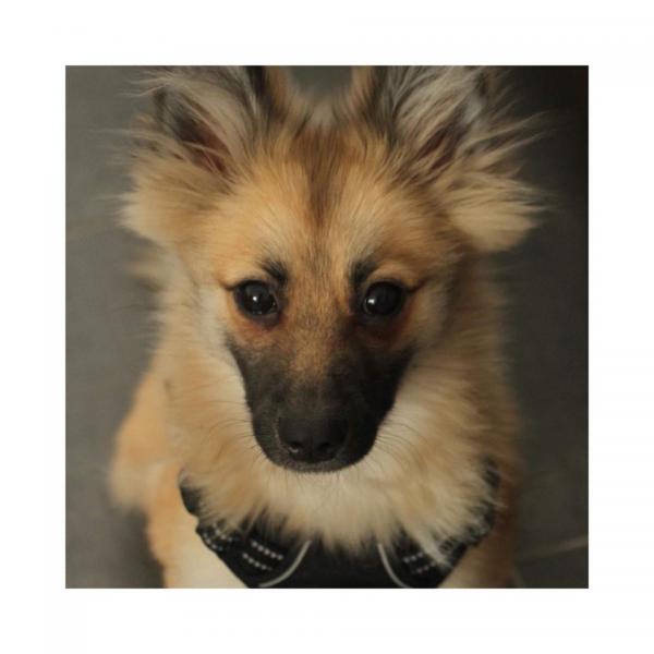 Pako