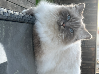 Plume