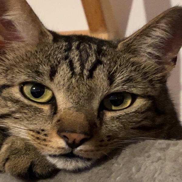 Tyson
