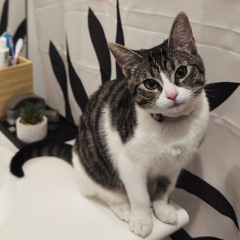 Yoshi