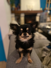 Mia