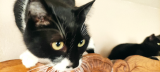 Tsuki