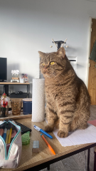 Nala