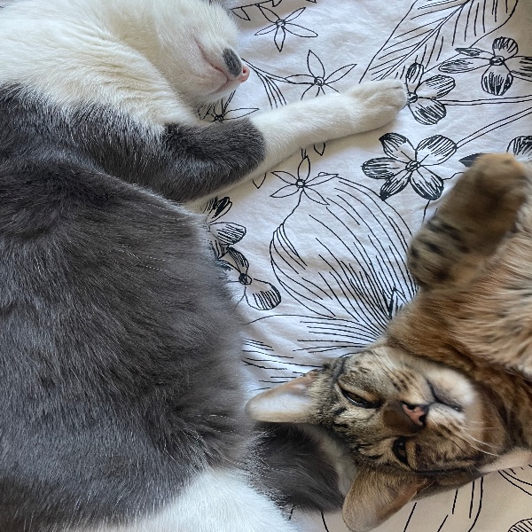 Tigrou