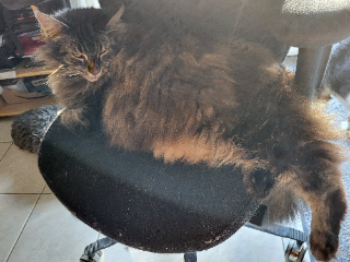 Maya