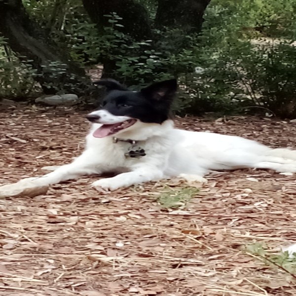Maya
