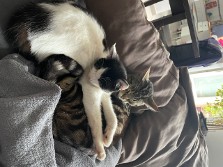 BB Chat