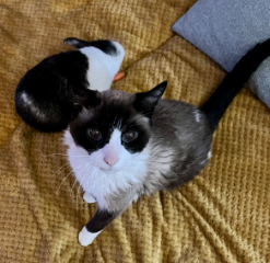 BIJOU