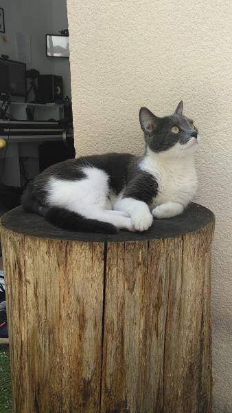 Nala