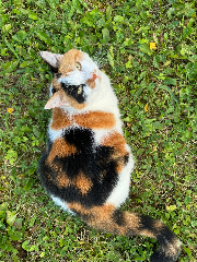 CARAMEL