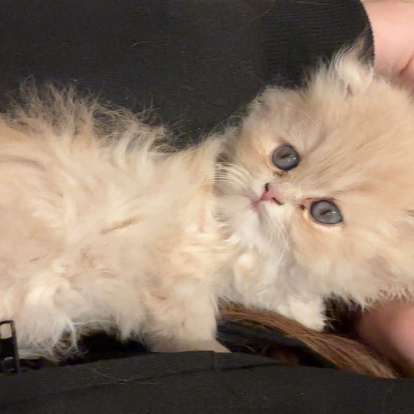 Kitty