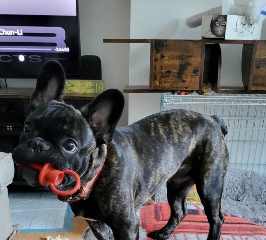 Dougie
