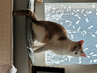 Elijah
