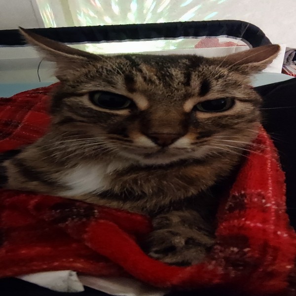 Nala