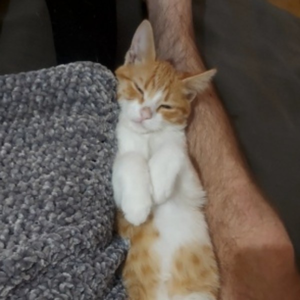 Ava
