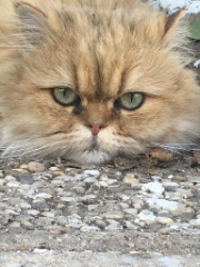 Louna