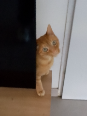 Newton