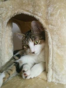 Lyxie