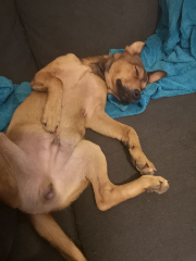 Kyo