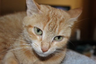Tootsie