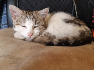 Mia