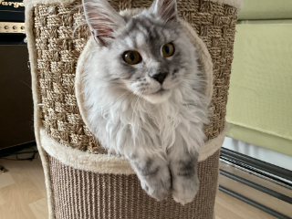 Stella