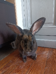 Jerry