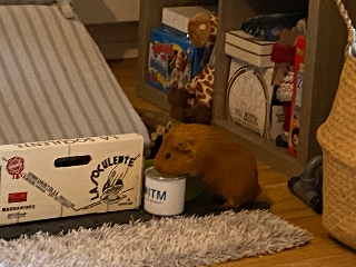 QUYT