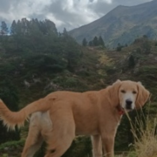 Alf