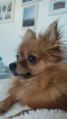Ozzie