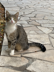 Nala